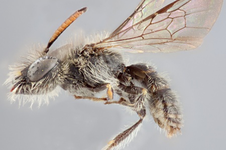 [Pseudosarus virescens male (lateral/side view) thumbnail]